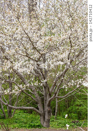 Blooming white magnolia tree in spring forest with many flowers on branches and fresh green grass background with copy space. 142710412