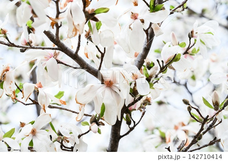 White magnolia flowers blooming on tree branches with fresh green leaves and buds on blurred sky copy space background in spring. White magnolia flowers blooming on tree branches with fresh green leaves and buds on blurred sky copy space background in spring. 142710414