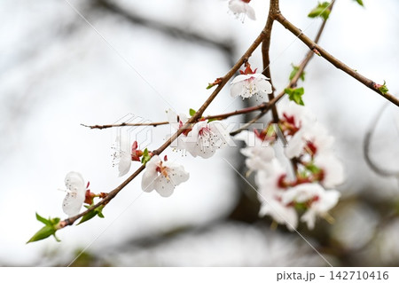 White apricot prunus armeniaca flowers blooming on branch with tiny green leaves against beautiful bright blurred bokeh copy space background. White apricot prunus armeniaca flowers blooming on branch with tiny green leaves against beautiful bright blurred bokeh copy space background. 142710416