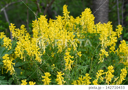 Large cluster of bright yellow corydalis aurea flowers blooming on green bush in wild spring forest with soft blurred trees copy space background. Large cluster of bright yellow corydalis aurea flowers blooming on green bush in wild spring forest with soft blurred trees copy space background. 142710433