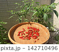 収穫された鷹の爪 142710496