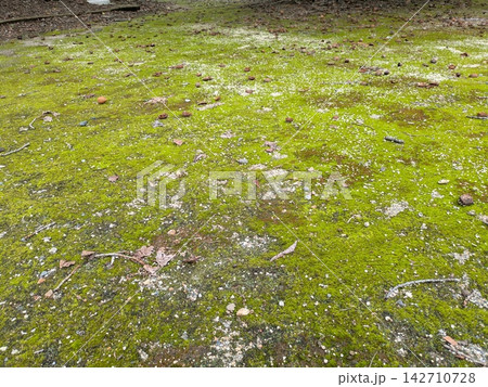自然豊かな公園の地面を覆う緑鮮やかな苔の風景 自然豊かな公園の地面を覆う緑鮮やかな苔の風景 142710728