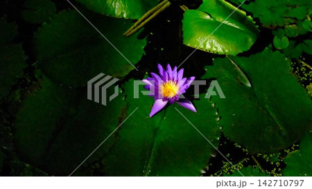 (花)陽が差し込む花 (花)陽が差し込む花 142710797