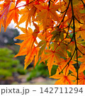 紅葉したモミジ 142711294