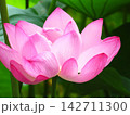 開花した蓮の花 142711300