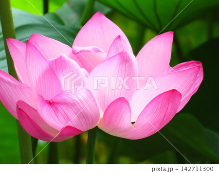 開花した蓮の花 開花した蓮の花 142711300