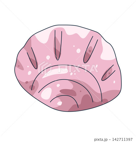 Illustration of seashell 142711397