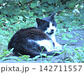 眠り猫 142711557