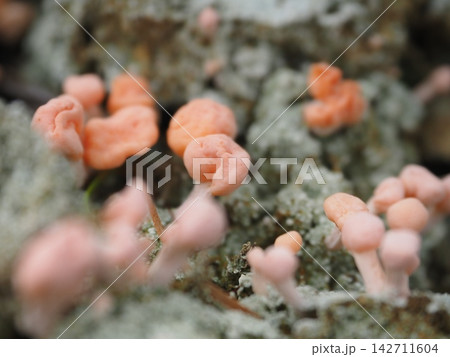 草津白根山周辺に生息している橙色の小さな生物（20260902122901） 142711604