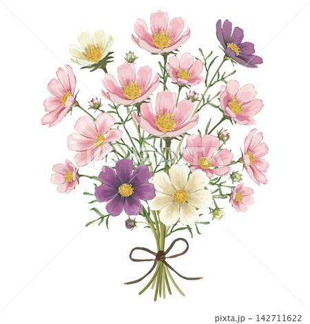 水彩で描いたコスモスの花束 水彩で描いたコスモスの花束 142711622