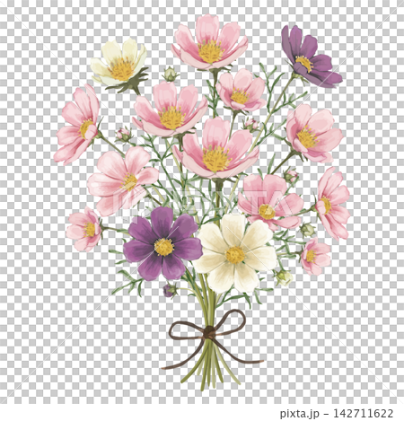 水彩で描いたコスモスの花束 水彩で描いたコスモスの花束 142711622
