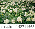（フィルム写真）白いアジサイ 142711668