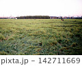 （フィルム写真）水田の成長した稲 142711669
