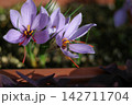 サフランの花とミツバチ 142711704