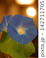 きれいな朝顔の花 142711705