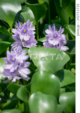 ホテイアオイの花 ホテイアオイの花 142711718