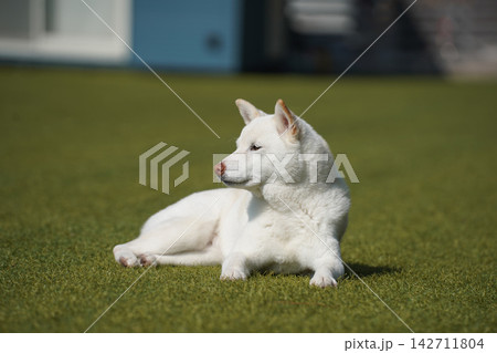 芝生のドッグランでのんびりくつろぐ白柴の柴犬 142711804