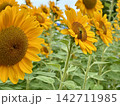 赤いひまわりとガチョウ 142711985
