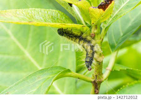 葉を食い荒らすシャチホコガの幼虫 葉を食い荒らすシャチホコガの幼虫 142712012
