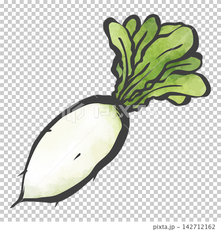 Hand-painted brush painting style illustration of radish Hand-painted brush painting style illustration of radish 142712162