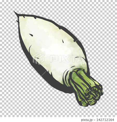 大根の手描き筆絵風イラスト 大根の手描き筆絵風イラスト 142712164