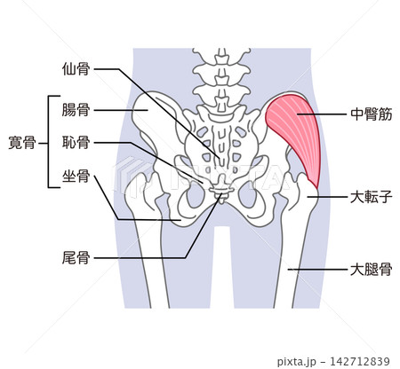 中臀筋　骨盤周辺の骨　股関節 142712839