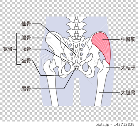 中臀筋　骨盤周辺の骨　股関節 142712839