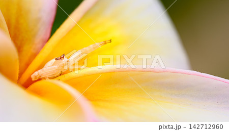 プルメリアの花に潜むアズチグモのアップ 142712960