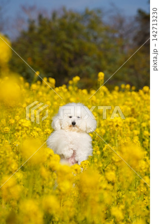 満開の菜の花畑で佇む白いトイプードル 満開の菜の花畑で佇む白いトイプードル 142713230
