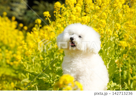 満開の菜の花畑で佇む白いトイプードル 満開の菜の花畑で佇む白いトイプードル 142713236