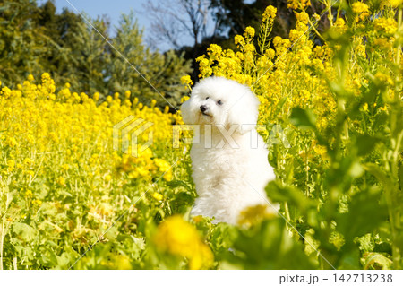 満開の菜の花畑で佇む白いトイプードル 満開の菜の花畑で佇む白いトイプードル 142713238