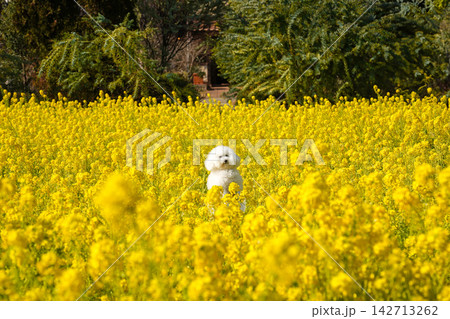 満開の菜の花畑で佇む白いトイプードル 満開の菜の花畑で佇む白いトイプードル 142713262