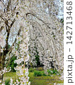 満開のしだれ桜が美しく咲く春の風景 142713468