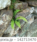 岩の隙間から力強く育つ緑のシダ植物 142713470