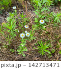 緑の草むらに咲く小さな白い野花 142713471