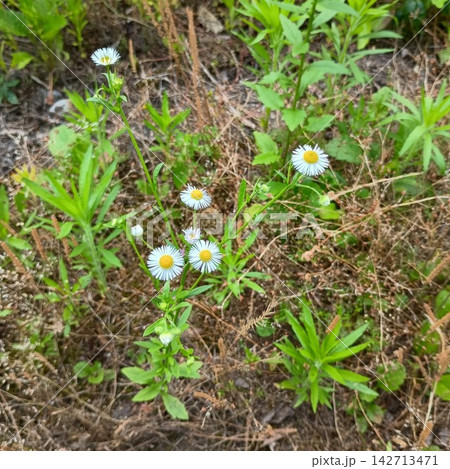 緑の草むらに咲く小さな白い野花 142713471