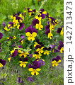 黄色と紫のビオラが鮮やかに咲く春の花壇 142713473