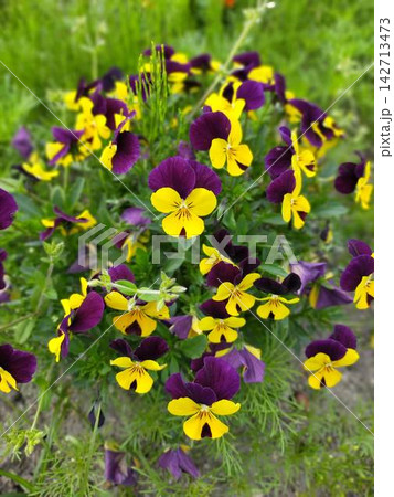 黄色と紫のビオラが鮮やかに咲く春の花壇 142713473