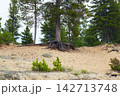 Scenic sandy dune landscape with pine trees and exposed roots, showing coastal erosion and resilient vegetation  142713748