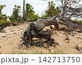 Weathered uprooted tree trunk with exposed roots lying on a sandy coastal dune among pine trees and vegetation.  142713750