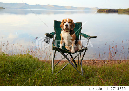 Beagle sitting on a chair by a calm lake on a sunny day in a green landscape Beagle sitting on a chair by a calm lake on a sunny day in a green landscape 142713753