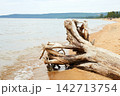 Weathered driftwood lies on a sandy beach beside calm lake water, creating a natural coastal scene with forested hills 142713754