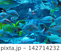 水族館の水槽を泳ぐ色鮮やかな魚たち 142714232