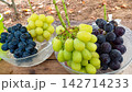 採れたてのぶどうを食べ比べ　ぶどう狩りで楽しむ旬のフルーツ 142714233