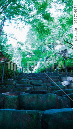 新緑に包まれた歴史を感じる苔むした石段 新緑に包まれた歴史を感じる苔むした石段 142714974