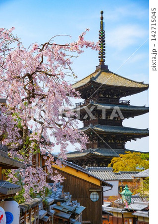 春の京都・東山 枝垂れ桜と八坂の塔(法観寺)の美しい風景 春の京都・東山 枝垂れ桜と八坂の塔(法観寺)の美しい風景 142715045