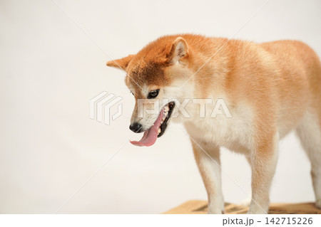 白背景で撮影した柴犬のスタジオポートレート 142715226
