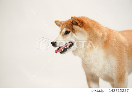 白背景で撮影した柴犬のスタジオポートレート 白背景で撮影した柴犬のスタジオポートレート 142715227