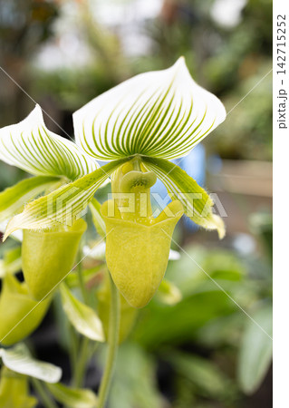 鮮やかな黄緑色の花を咲かせるパフィオペディルム 鮮やかな黄緑色の花を咲かせるパフィオペディルム 142715252