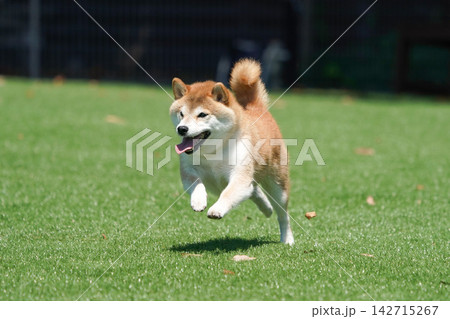芝生のドッグランで元気に遊ぶ柴犬 芝生のドッグランで元気に遊ぶ柴犬 142715267
